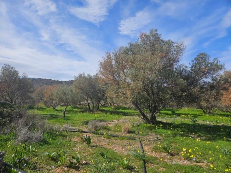 Milatos Kreta, Milatos: Baugrundstück im Zentrum in Meeresnähe zu verkaufen Grundstück kaufen